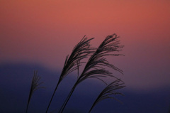 　　　夕焼け