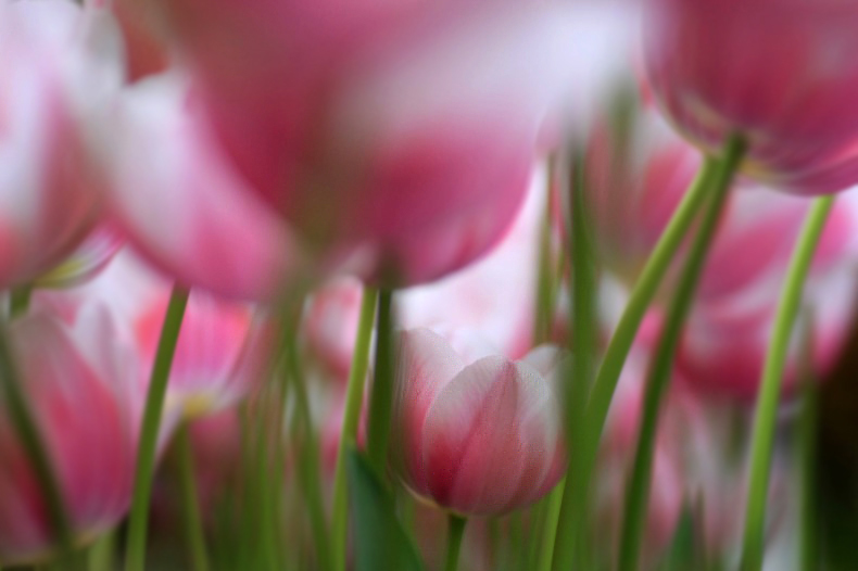 　　　花摘み　4