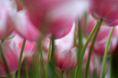 　　　花摘み　4