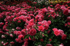 　　　薔薇写　5