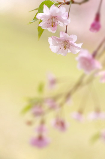 　　清純な春