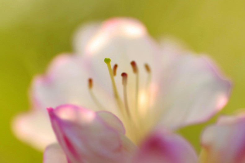 　　　花芯