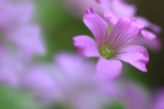 　　　花想い　3
