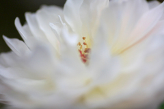 　　　彩花　9