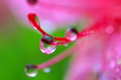 　　　雨の宝石