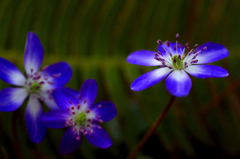 　　　花摘み　2