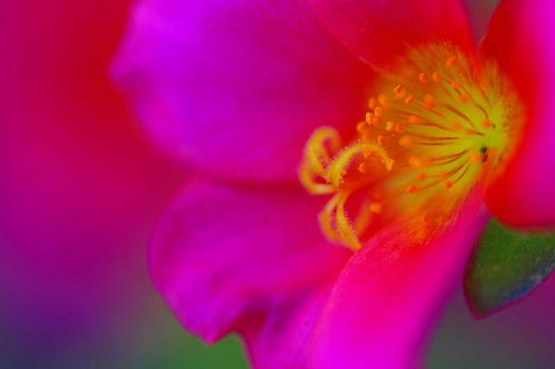 　　花芯
