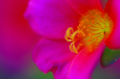 　　花芯
