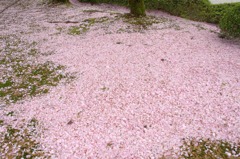 　　　桜残想　8