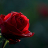 　　　一輪の薔薇　4