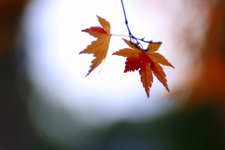 　　　紅葉の詩　　3