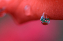 　　　水中花　3