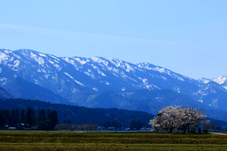 さくら 桜 櫻　(10