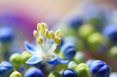 　　　花開く
