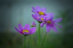 花のワルツ　7