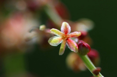 　　　酸葉の花