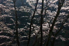 　　　早朝の四百年の森　(3