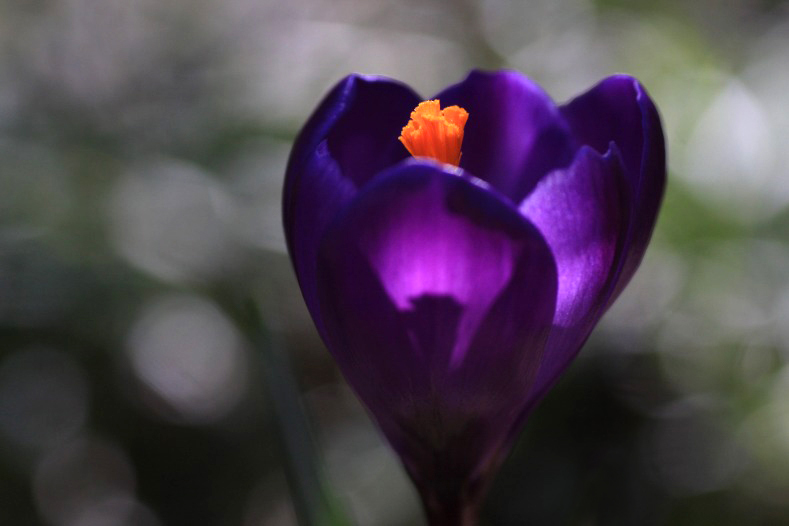 　　花あかり灯る
