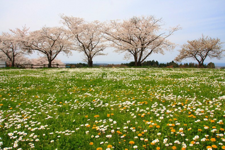 さくら 桜 櫻　(16