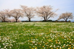 さくら 桜 櫻　(16