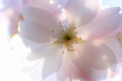 花のワルツ　19