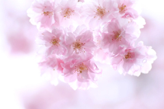 　　　桜残想●