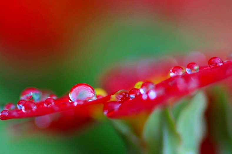　　花雫　5 
