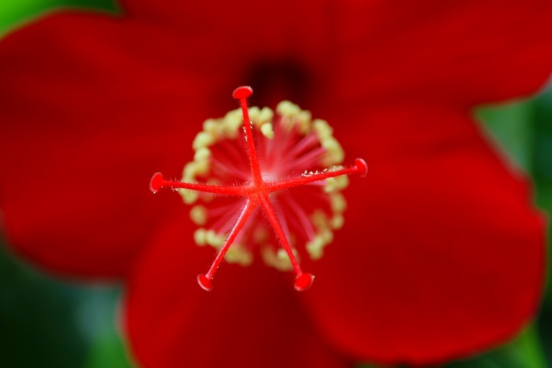 　　　花芯