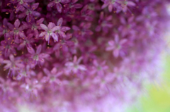 　　　花霞