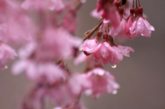 　　　雨の装い