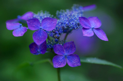 紫陽花の詩　8