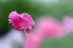 花写　(8