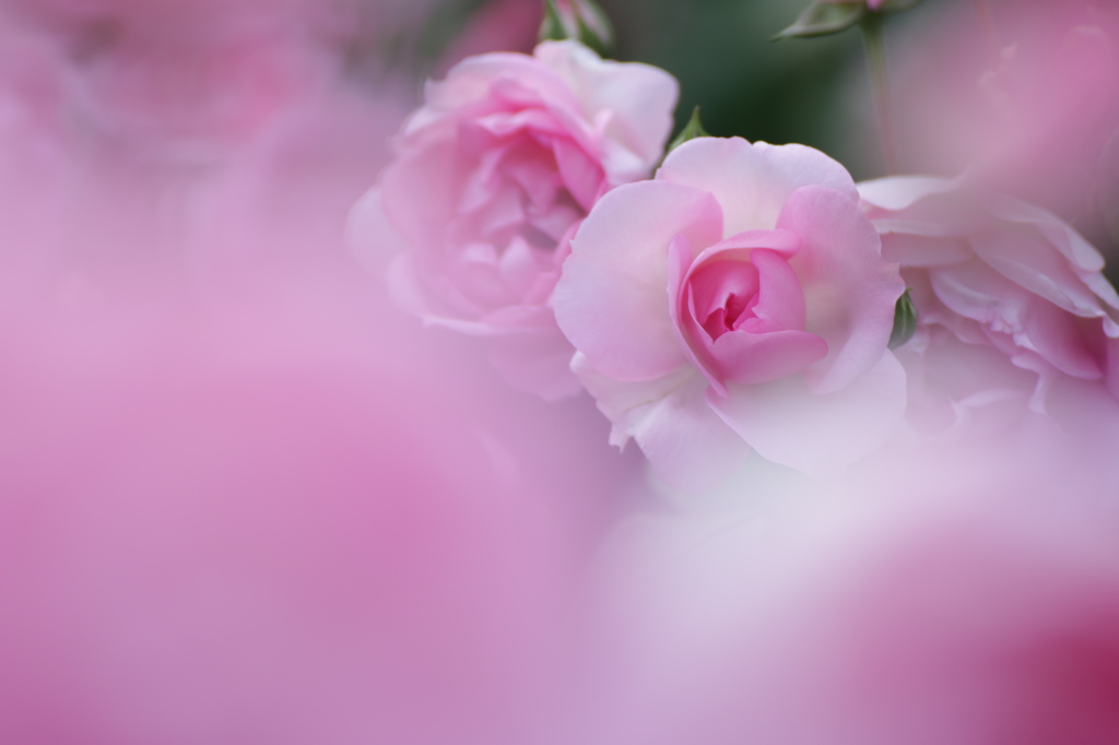 秋薔薇　(6