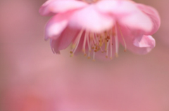 　　花摘み　22