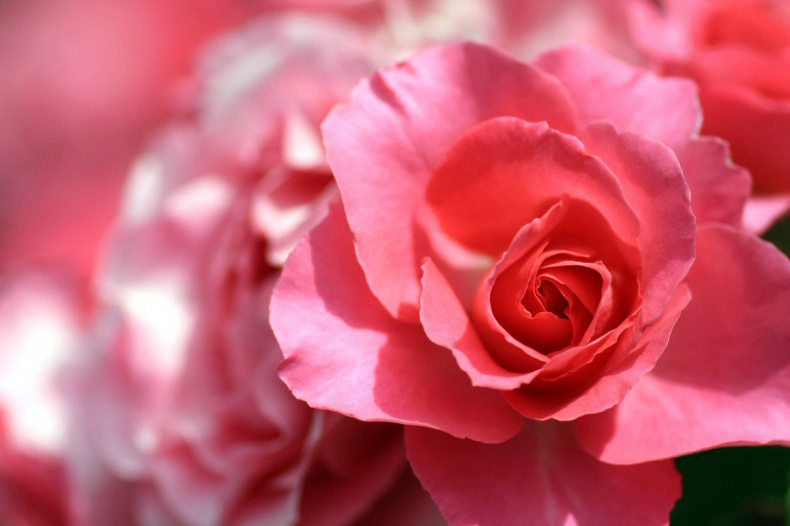 　　　薔薇写　7