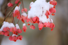 　　　雪の朝に　　2　　　