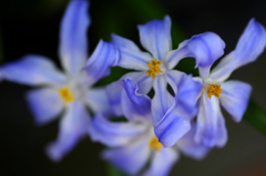 　　　花の歳時記　4