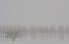 　　吹雪の朝
