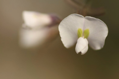 　　花摘み　8 