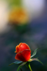 　　　花摘み　17