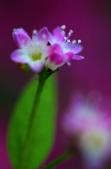 　　　路傍の花　　2
