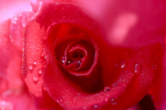 　　　秋薔薇　　7
