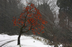 　　　雪柿　　5