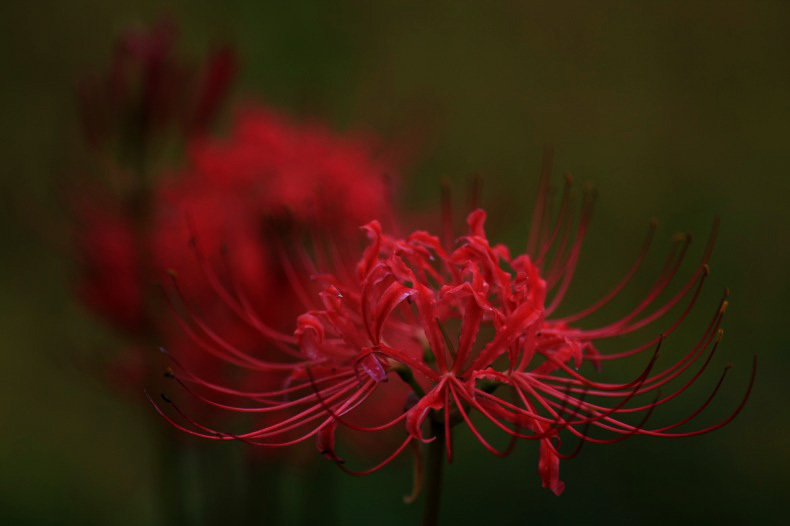 　　　お彼岸に咲いて　　1