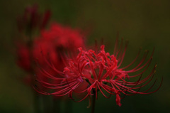 　　　お彼岸に咲いて　　1