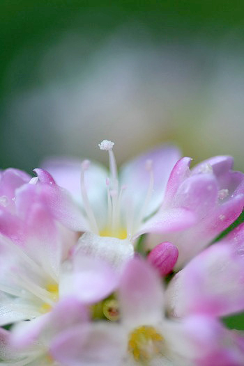 　　　妖精のささやき