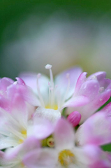 　　　妖精のささやき