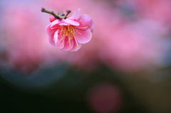 　　　花かすみ