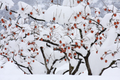 　　　雪柿