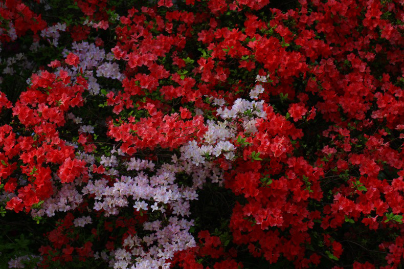 　　　花見頃